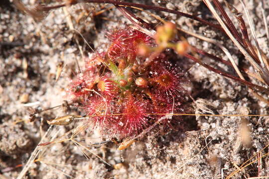 Image of Drosera leucostigma (N. G. Marchant & Lowrie) Lowrie & Conran