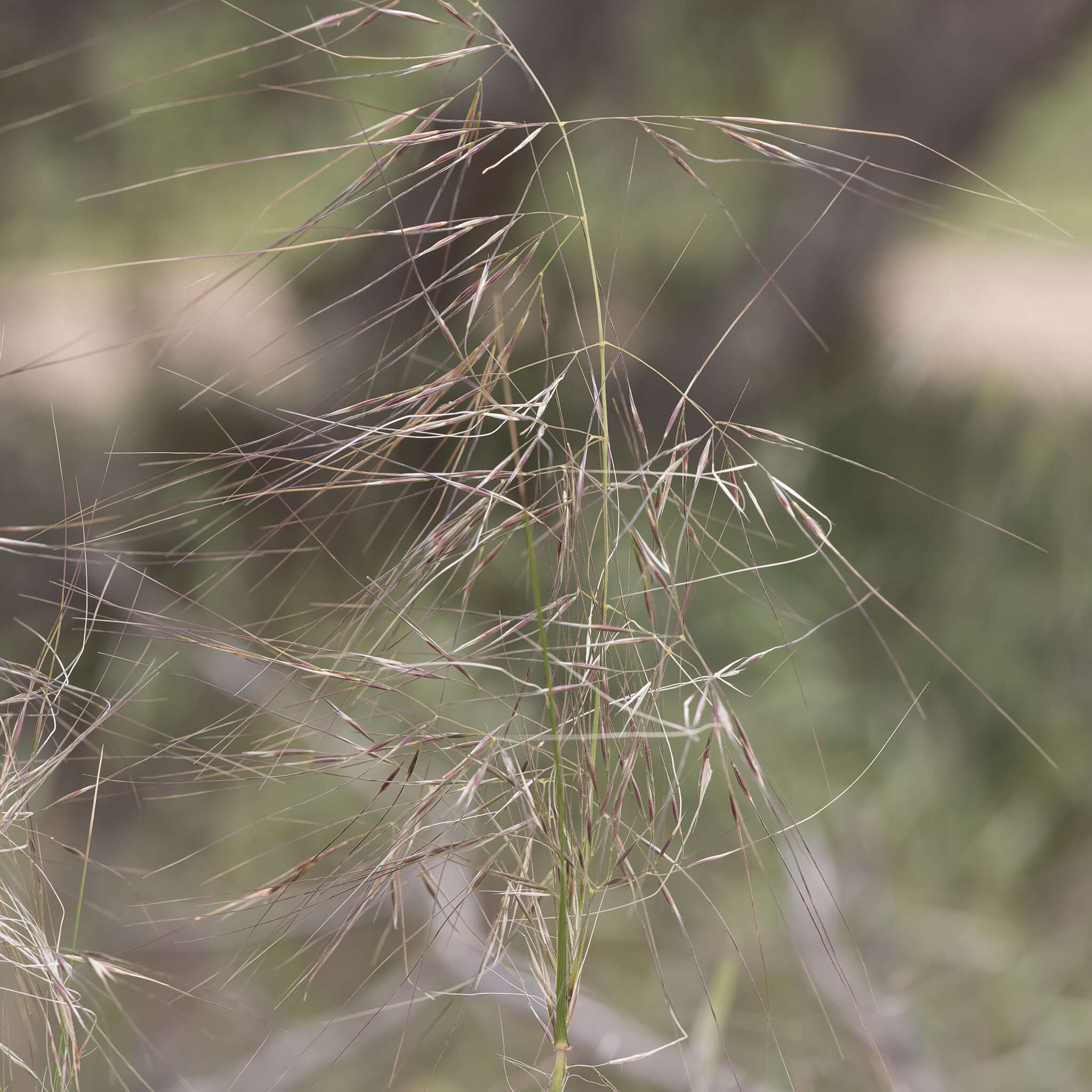 Image of Austrostipa eremophila (Reader) S. W. L. Jacobs & J. Everett