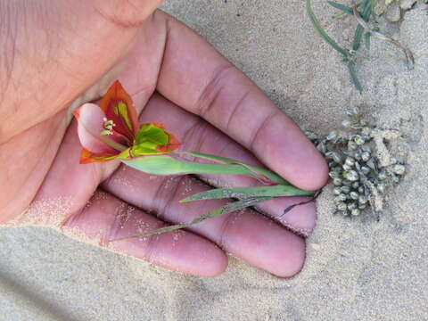 Image of Gladiolus speciosus Thunb.