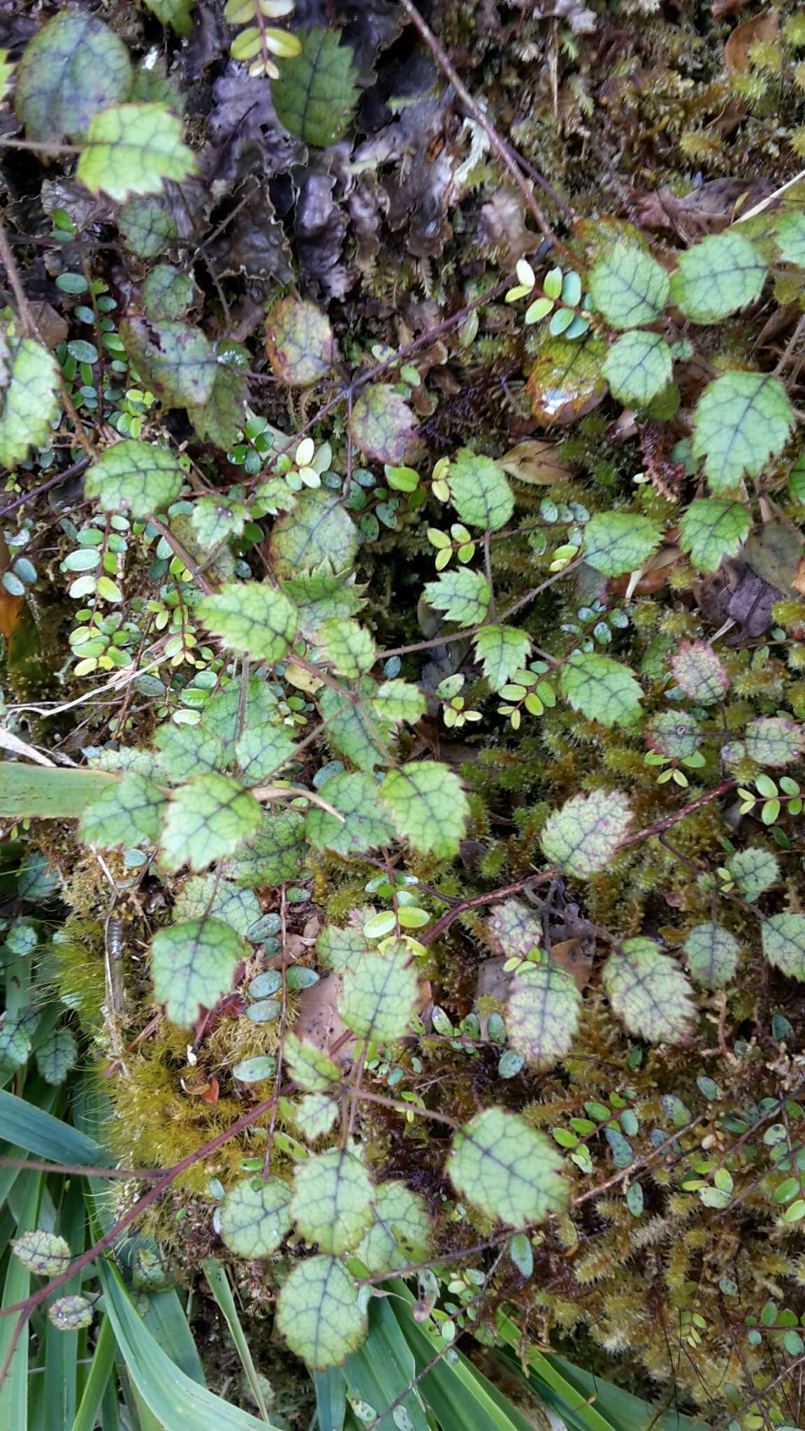 Rubus australis Forst. fil. resmi