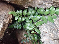 Image of Asplenium pauperequitum Brownsey & P. J. Jacks.