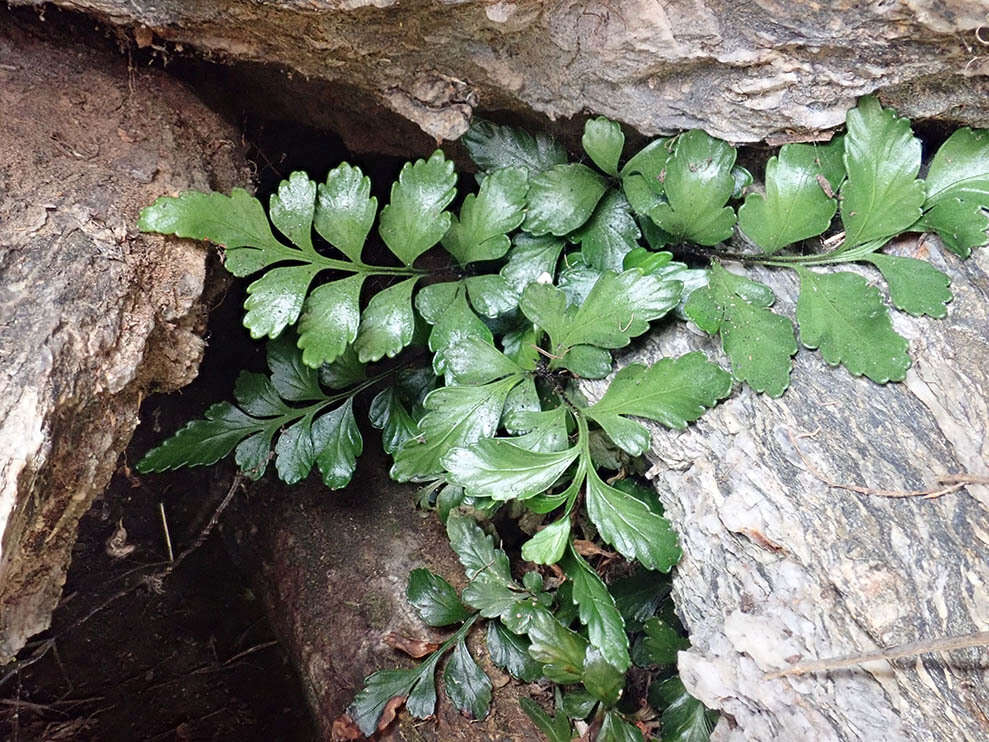 Image of Asplenium pauperequitum Brownsey & P. J. Jacks.