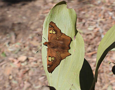 Image of Netrocoryne