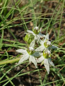 Image of Asclepias gibba var. gibba