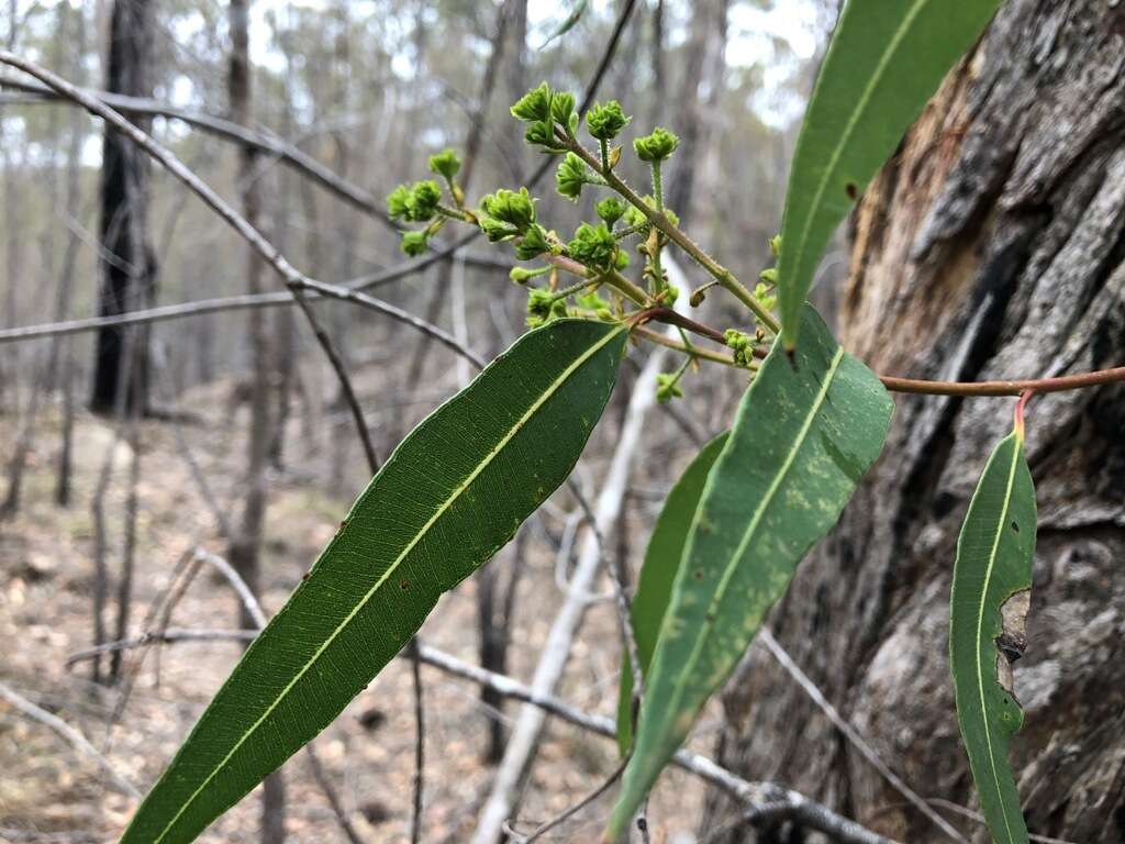 Angophora woodsiana F. M. Bailey的圖片