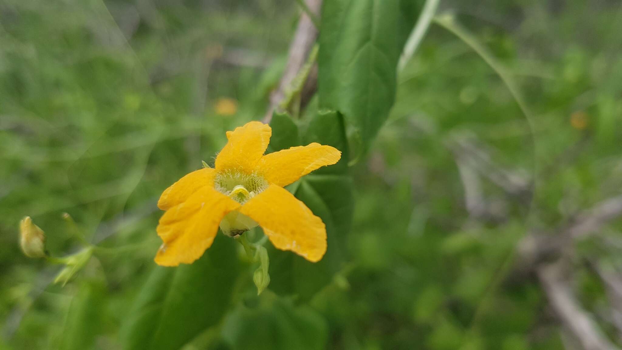 Image of Momordica humilis (Cogn.) C. Jeffrey