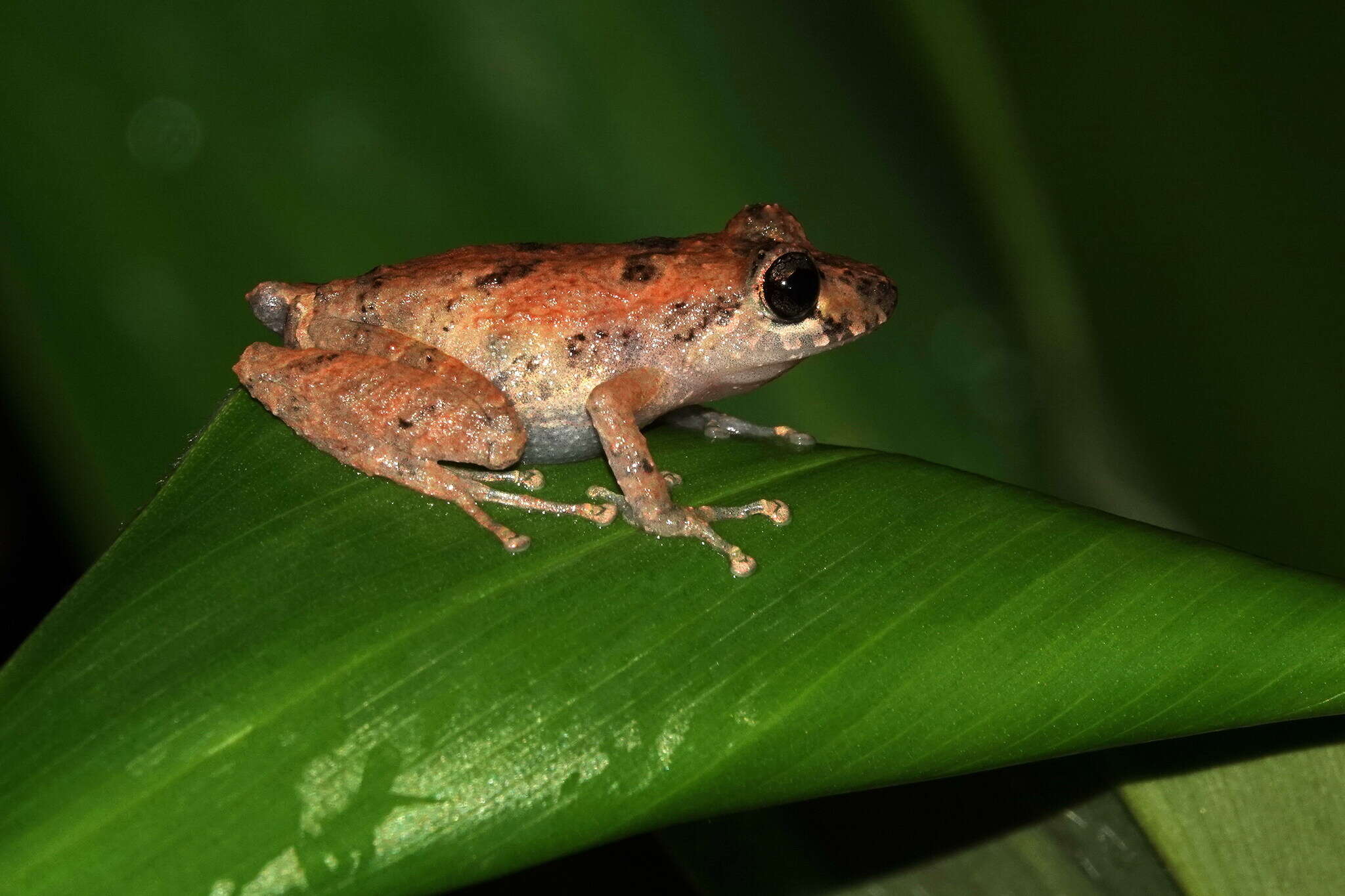 Image of Pristimantis kichwarum Elmer & Cannatella 2008