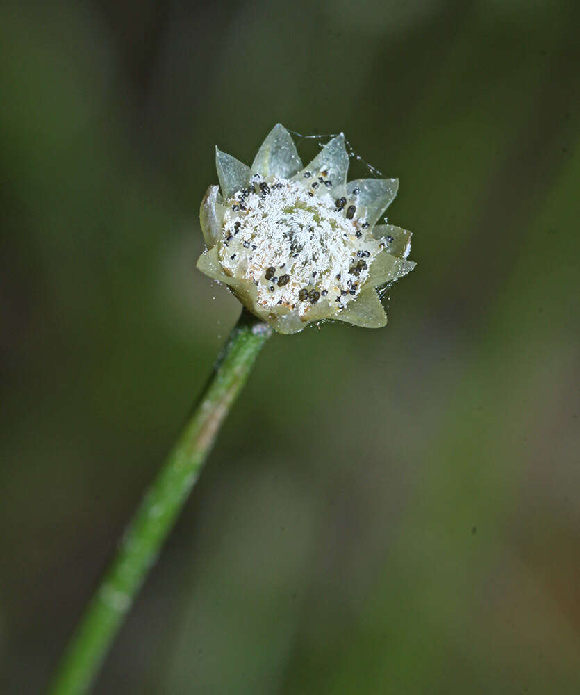 Image of Eriocaulon decemflorum Maxim.