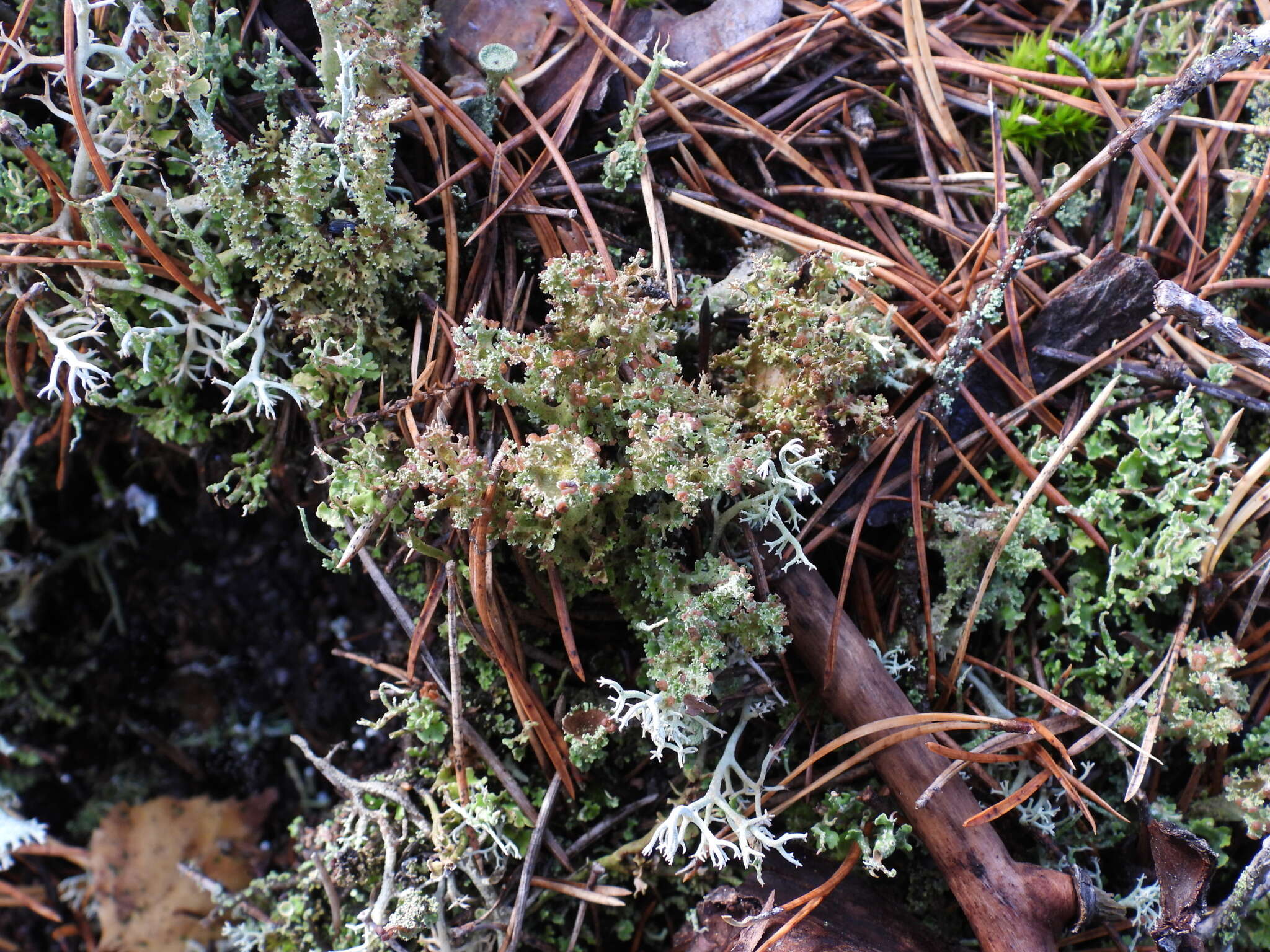 Image of cup lichen