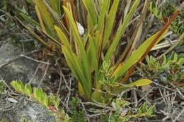 Image of Cyrtochilum revolutum (Lindl.) Dalström