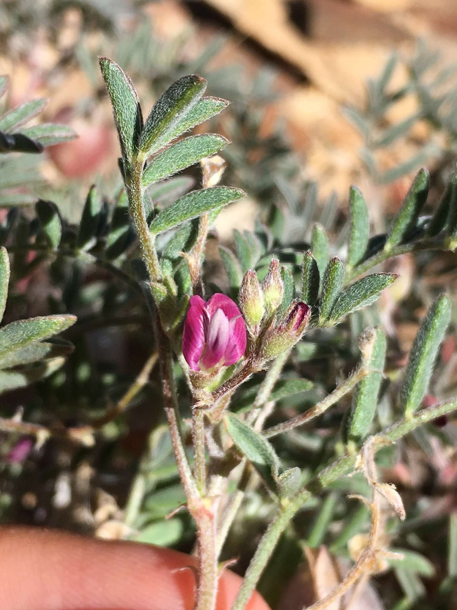 Astragalus gilmanii Tidestr.的圖片