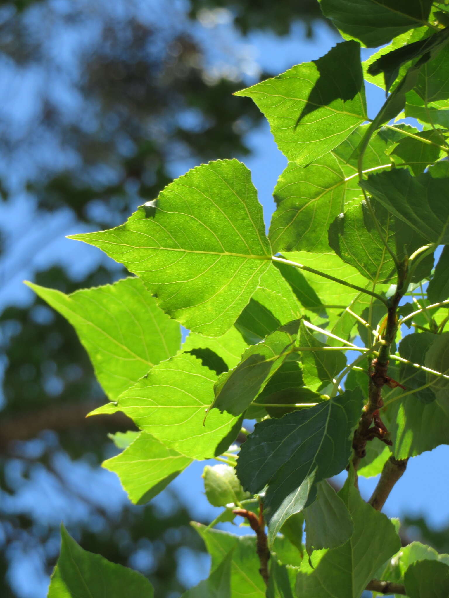 Sivun Populus nigra var. italica (Moench.) Koehne kuva