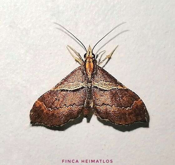 Image of Psaliodes catenifera Warren 1907