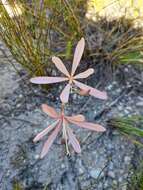 Image of Geissorhiza confusa Goldblatt