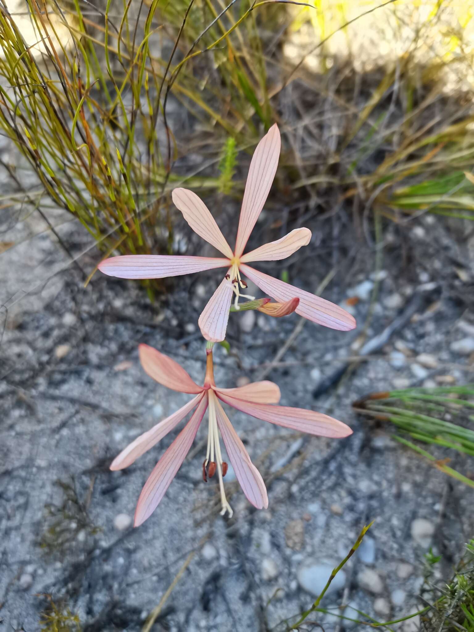 Image of Geissorhiza confusa Goldblatt