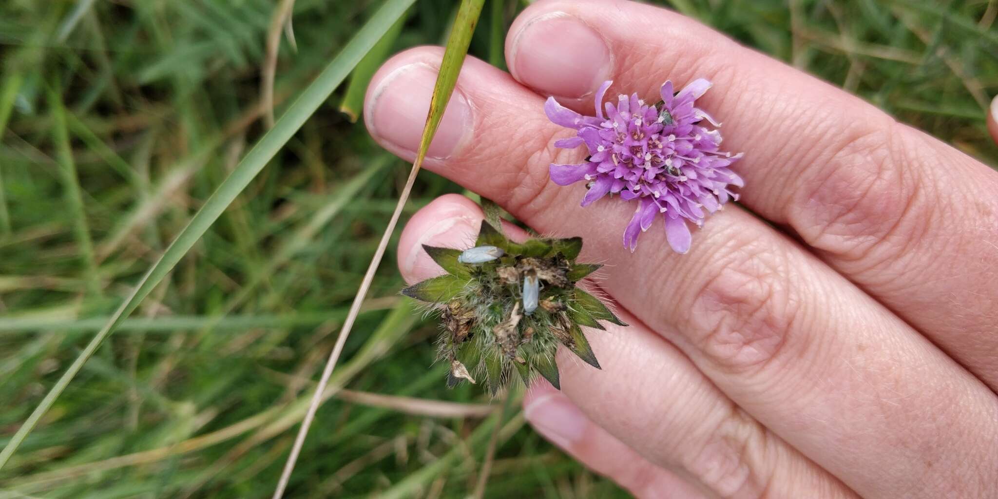 Sivun Placochilus kuva