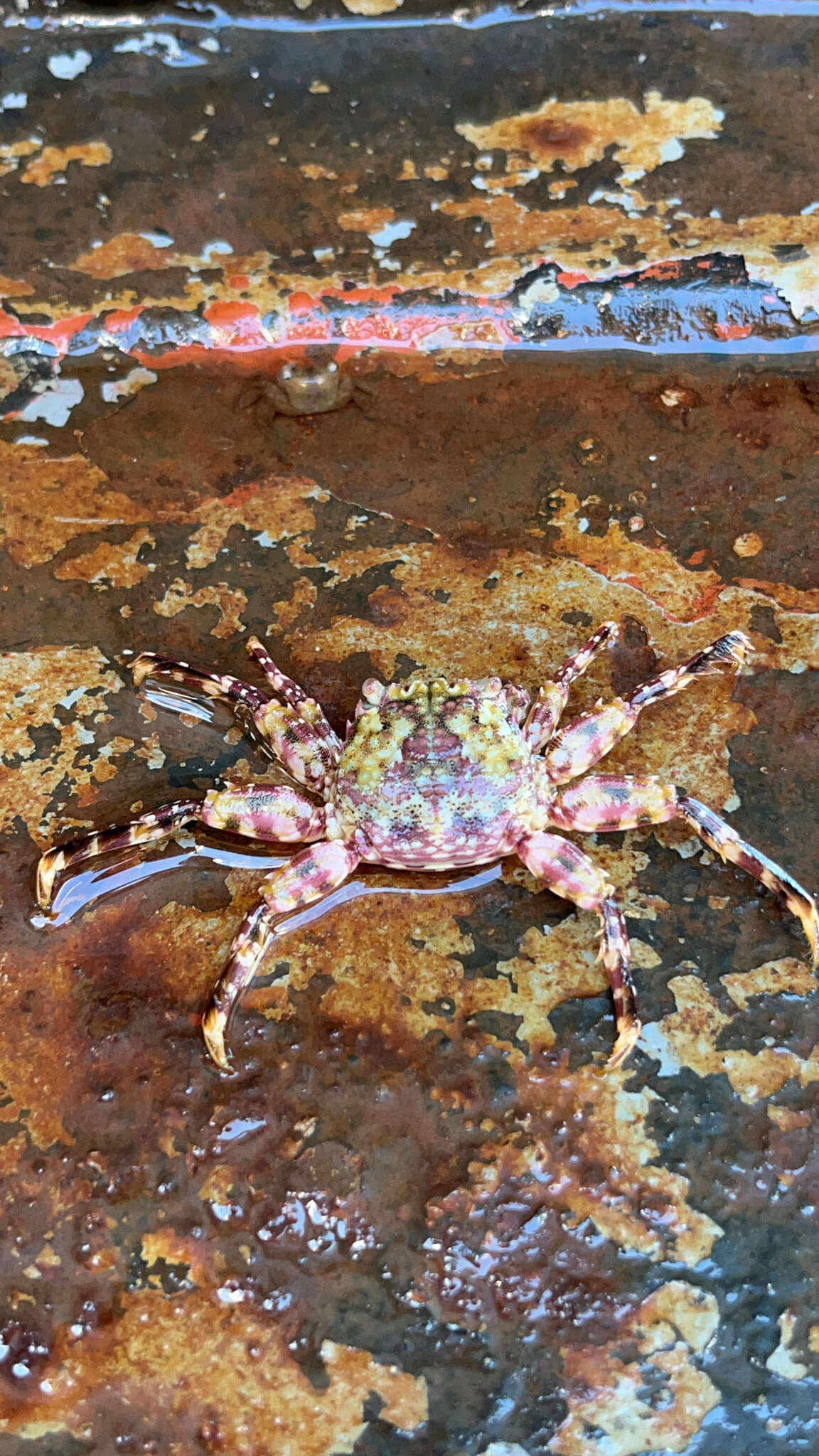 Image of scaly rock crab