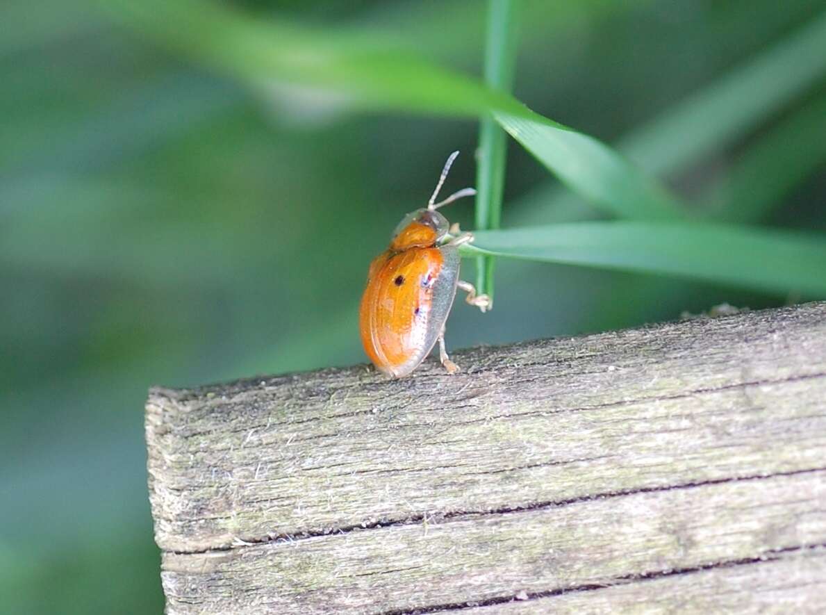 Imagem de Charidotella (Charidotella) sexpunctata (Fabricius 1781)