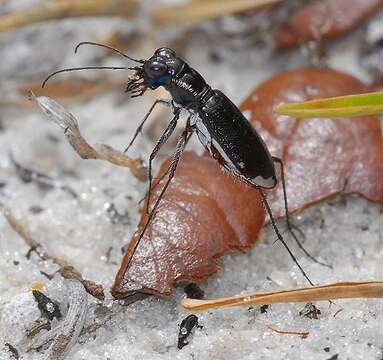 Image of Cicindela (Cicindelidia) scabrosa Schaupp 1884