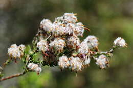 Plancia ëd Erica eriocephala Lam.