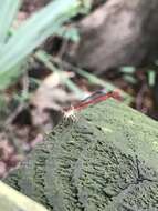 Image of Duckweed Firetail