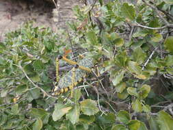 Image de Mystroxylon aethiopicum subsp. aethiopicum