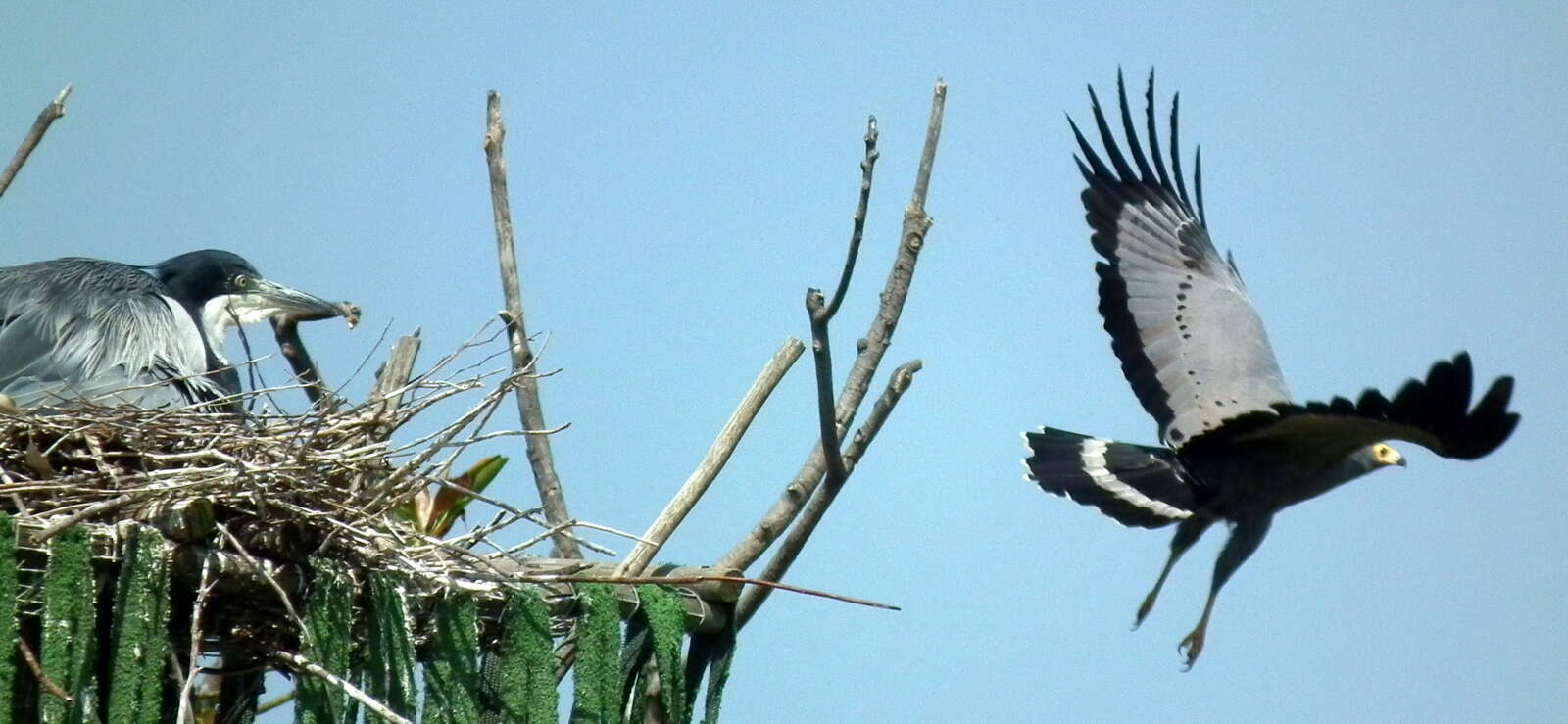 Image of Black-headed Heron