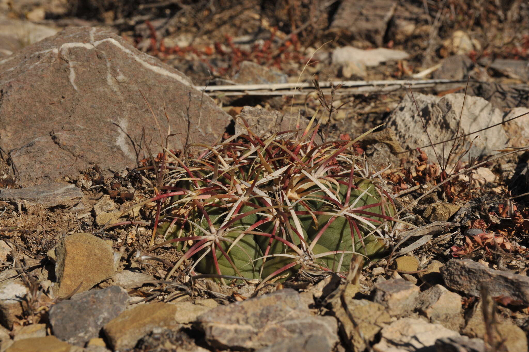 Image of Thelocactus bicolor subsp. heterochromus (F. A. C. Weber) Mosco & Zanov.