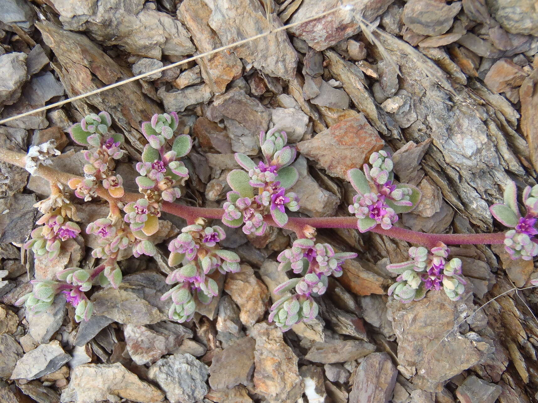 Image of Aizoon sarcophyllum (Fenzl ex Harv. & Sond.) Klak