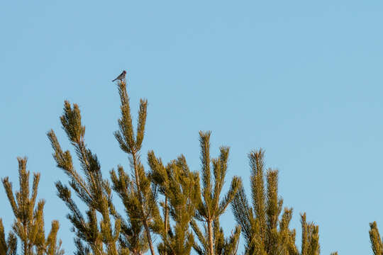 Imagem de Carduelis carduelis caniceps Vigors 1831