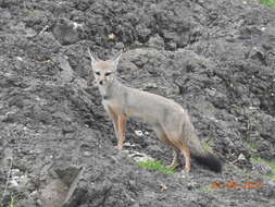 Image of Bengal Fox