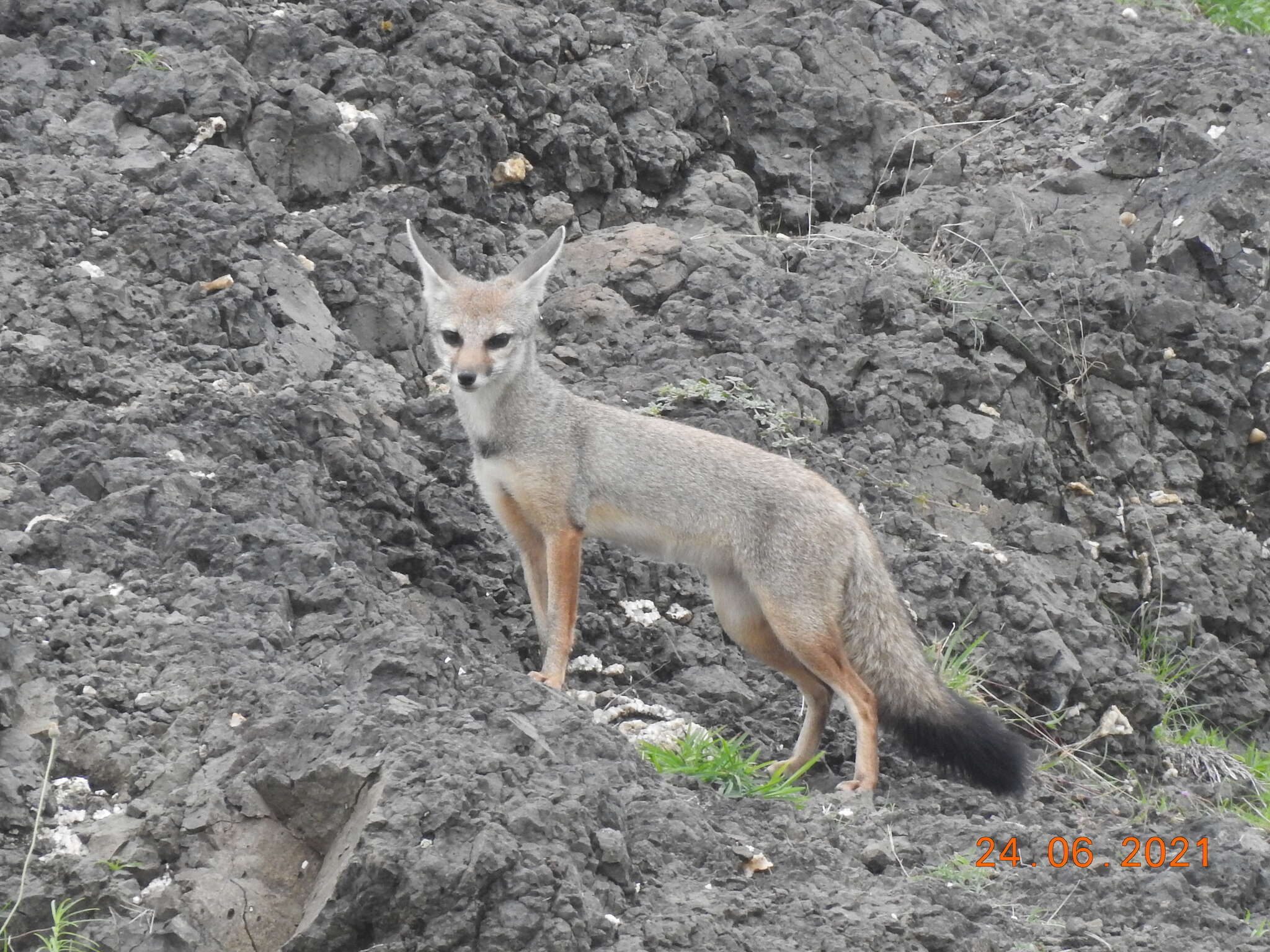 Imagem de Raposa-de-bengala