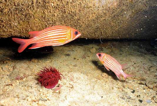 Image of Red Soldierfish