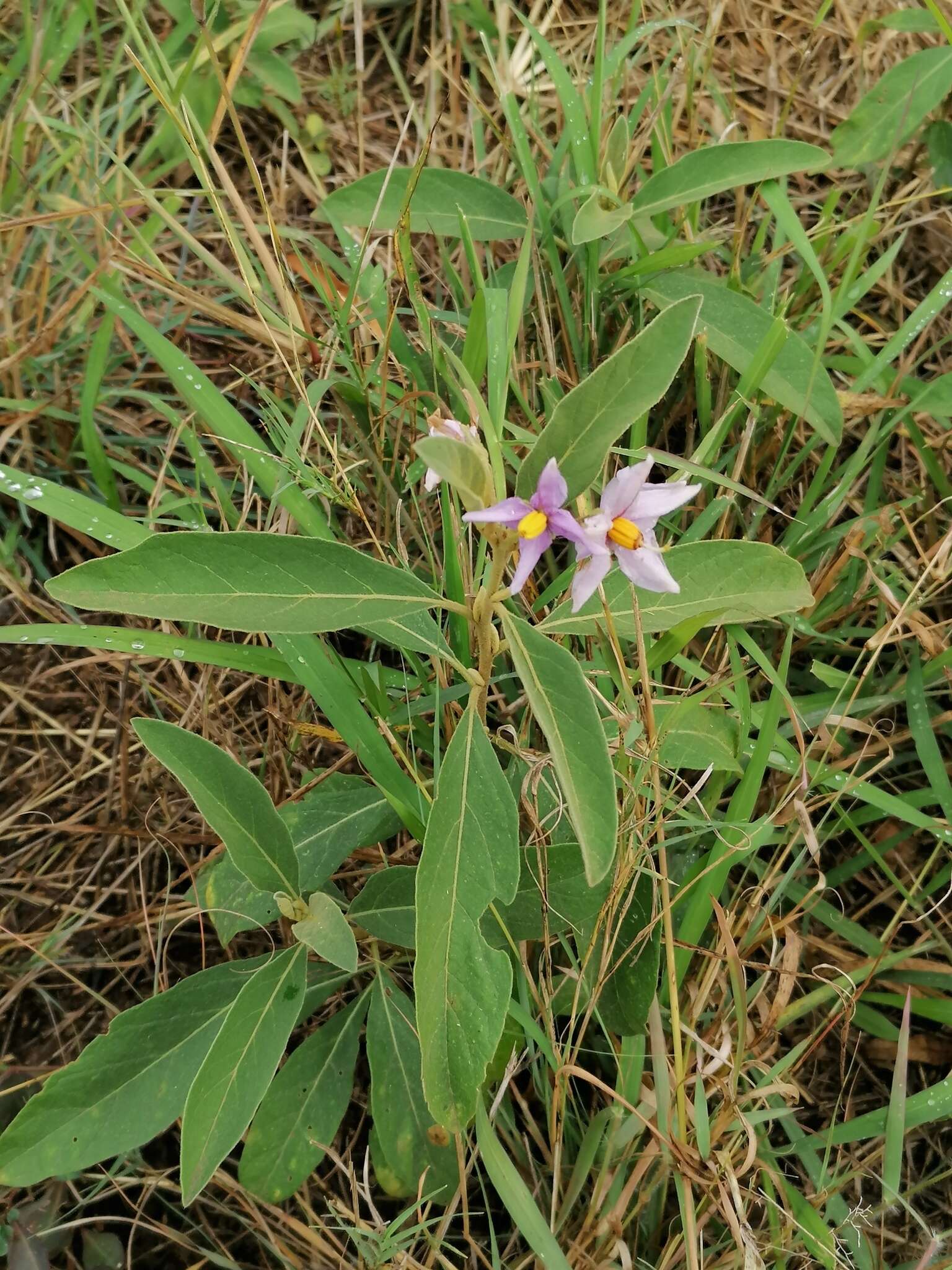 Image de Solanum campylacanthum Hochst. ex A. Rich.