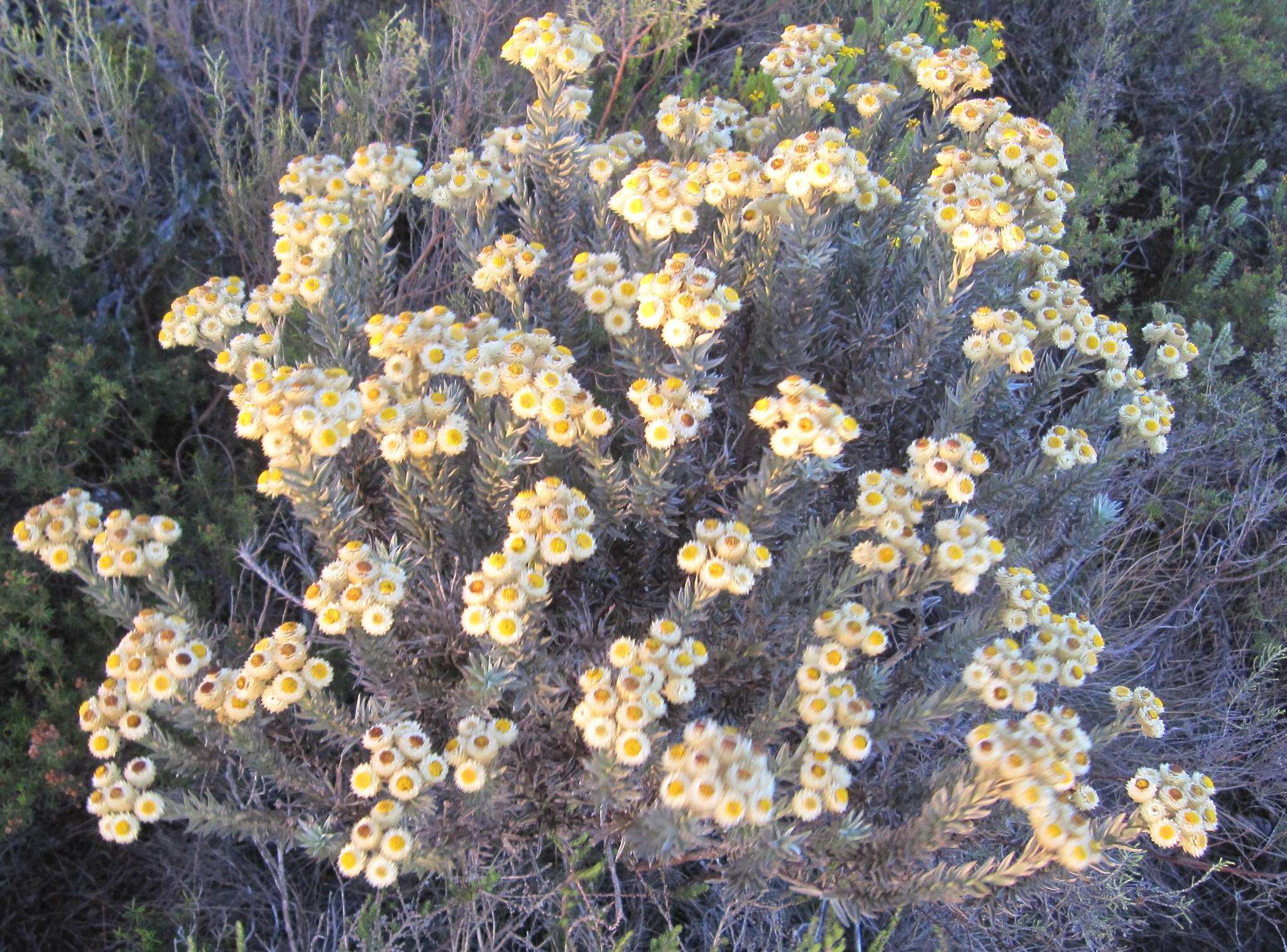 Image of Achyranthemum mucronatum