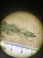 Image of Delicate Stonewort