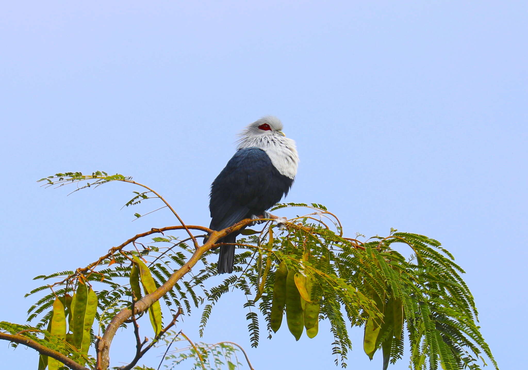 Image of Comoro Blue Pigeon