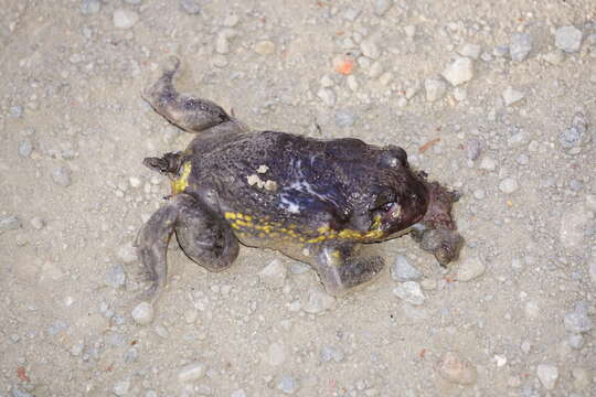 Image of Eastern Owl Frog