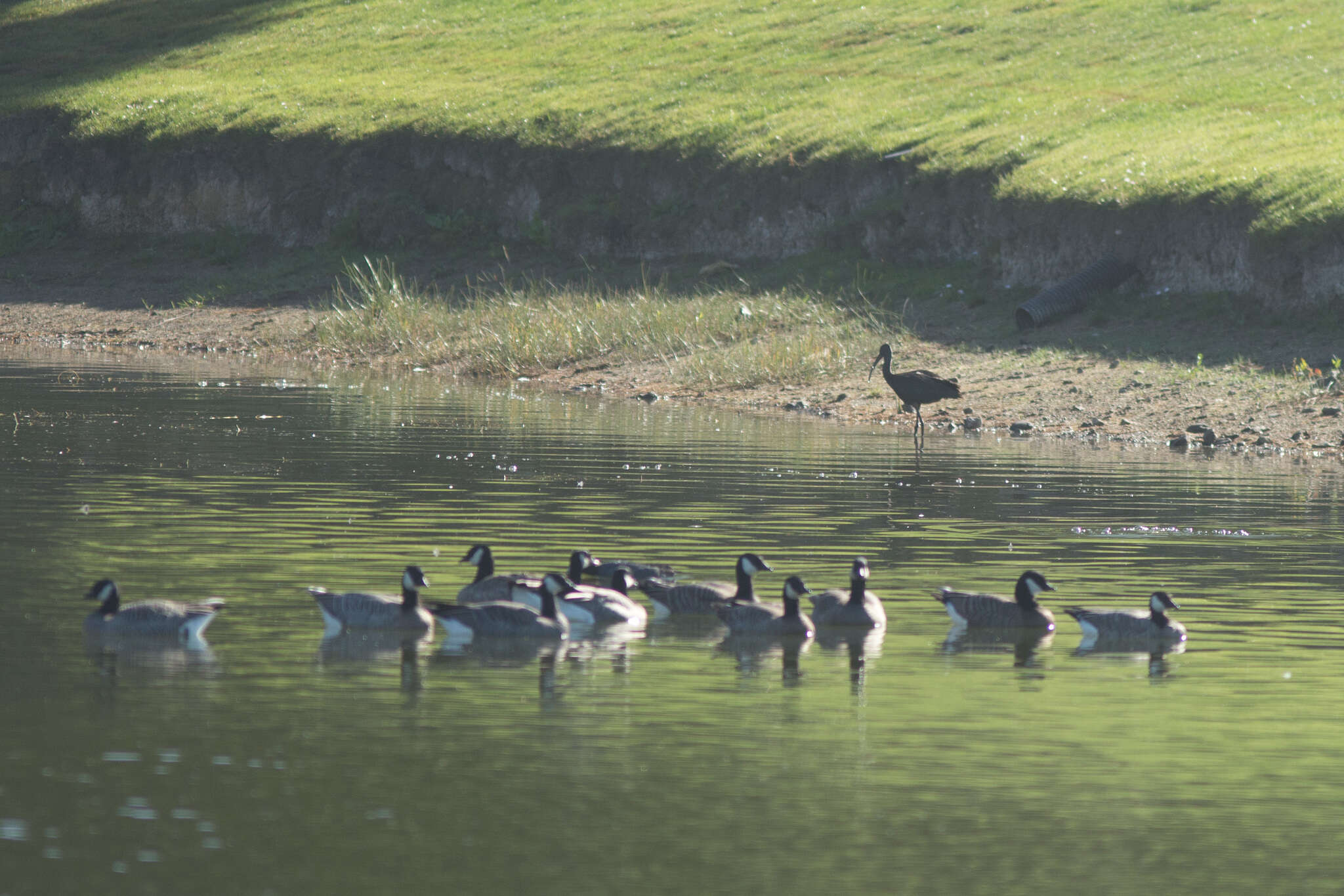 Plancia ëd Branta hutchinsii (Richardson 1832)