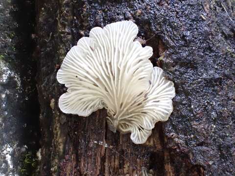 Image of Hohenbuehelia reniformis (G. Mey.) Singer 1951