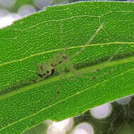 Image of Hammock Spider