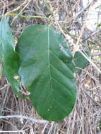 Image of kangaroo vine