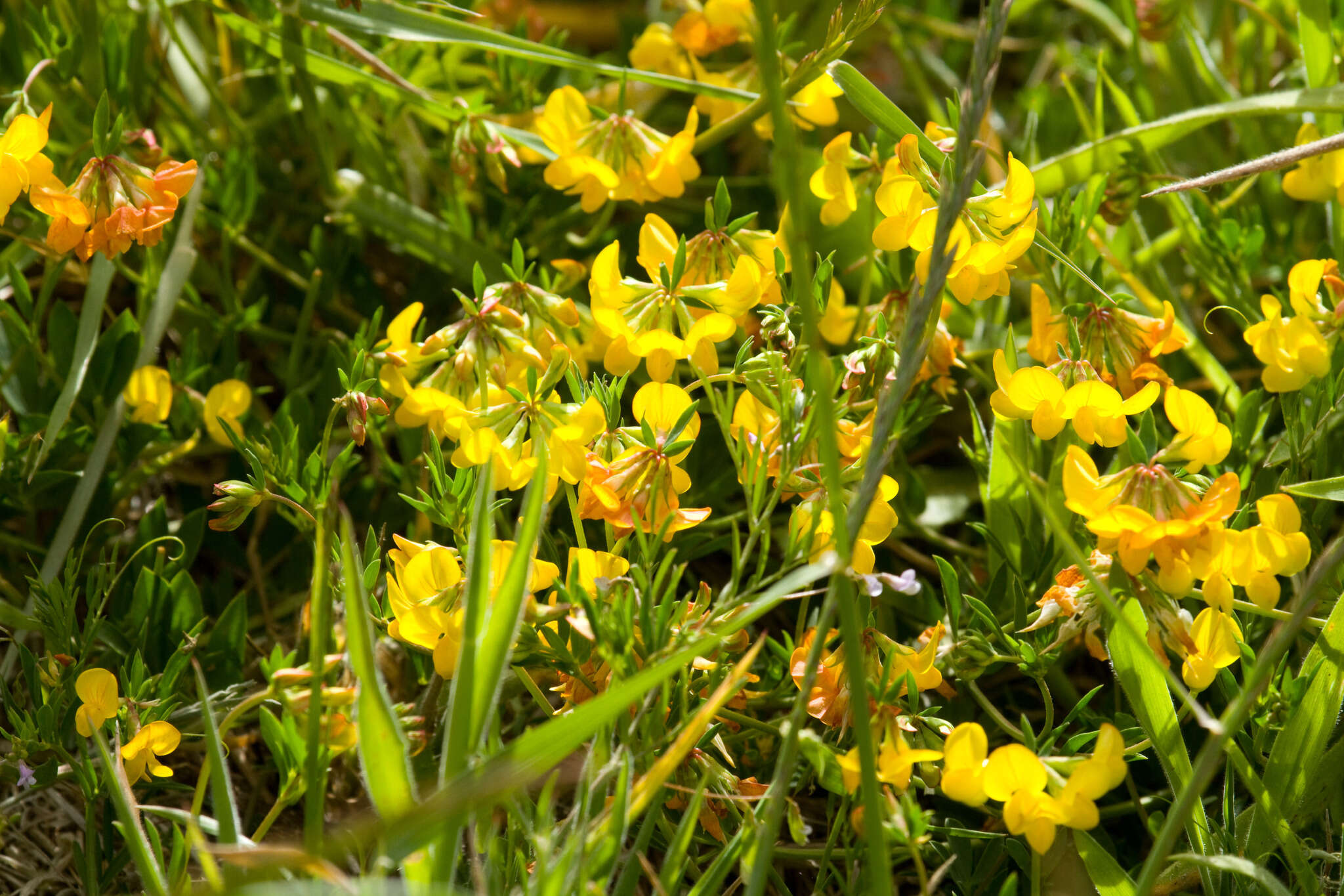 Image of bird's-foot trefoil