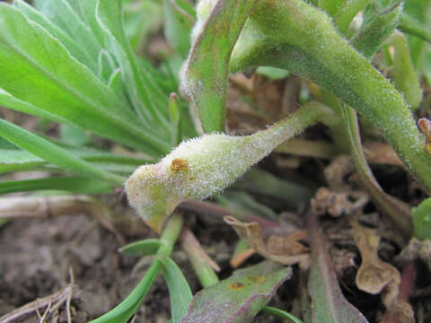 Image of Hyaloperonospora berteroae