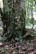 Image of Epipactis condensata Boiss. ex D. P. Young