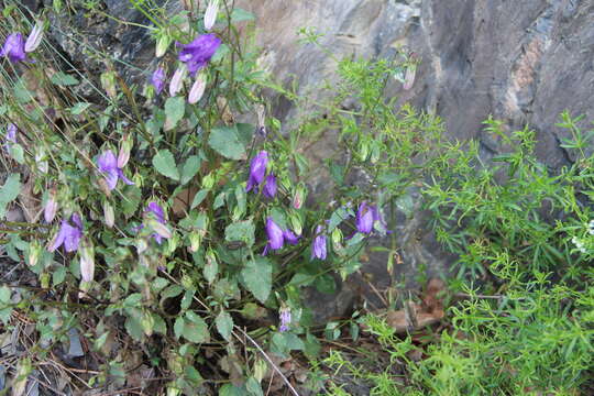 Imagem de Campanula kolenatiana C. A. Mey. ex Rupr.