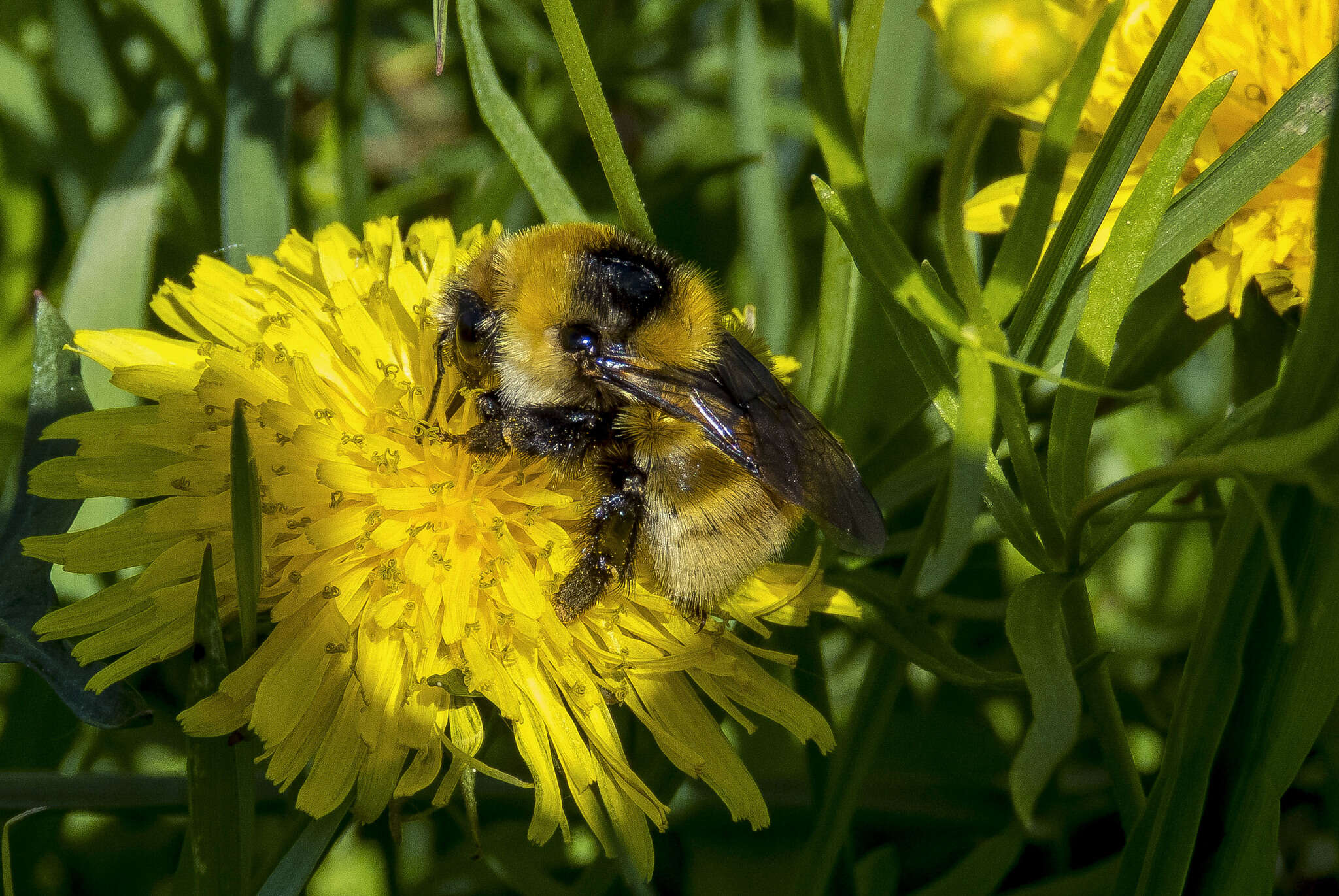 Image of Northern Yellow Bumble Bee