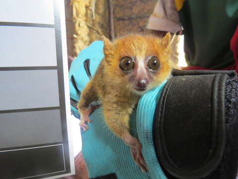 Image of Brown Mouse Lemur