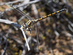 صورة Paragomphus cognatus (Rambur 1842)