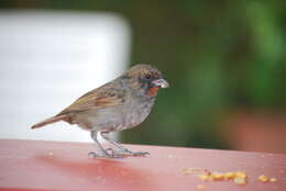 Image of Antillean bullfinches